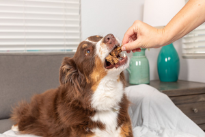CBD and Rimadyl for Dogs: Safety, Interactions & Side Effects
