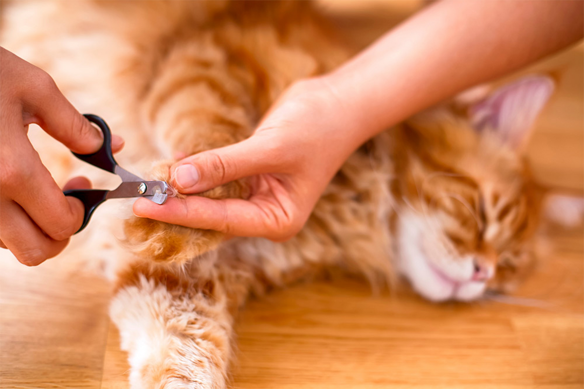 How Do I Keep My Cat Calm While Trimming Nails? Easy Tips & Natural Solutions
