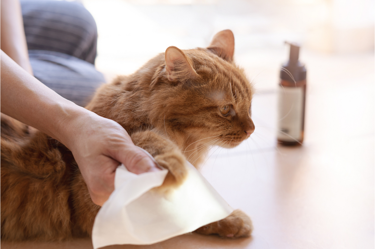 How Do I Clean My Cat's Paws? Expert Tips For Easy, Stress-Free Post-Walk Routines