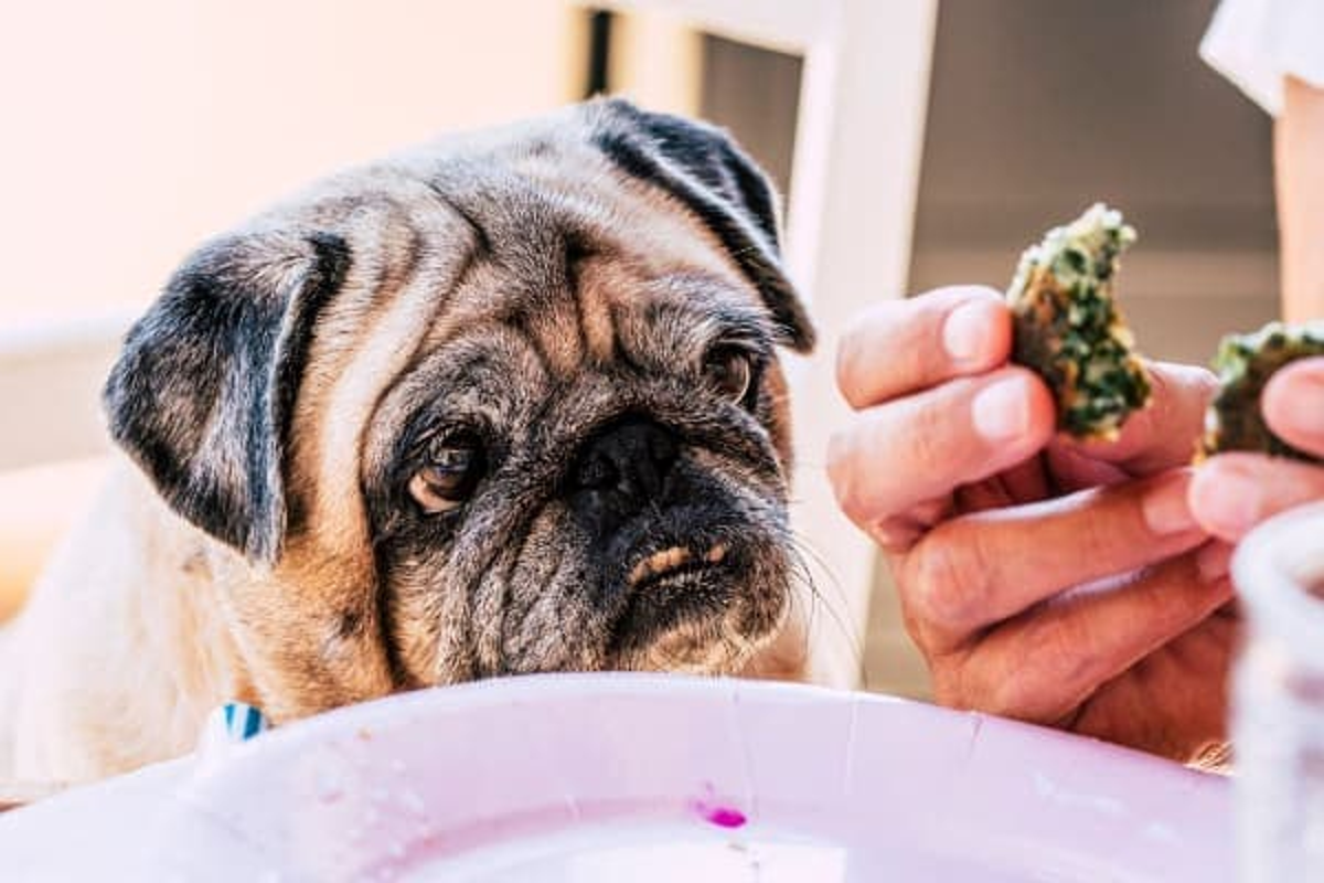 CBD and Prednisone for Dogs: Safety, Interactions & Side Effects