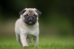 CBD for Pugs: Safety, Dosage & Benefits