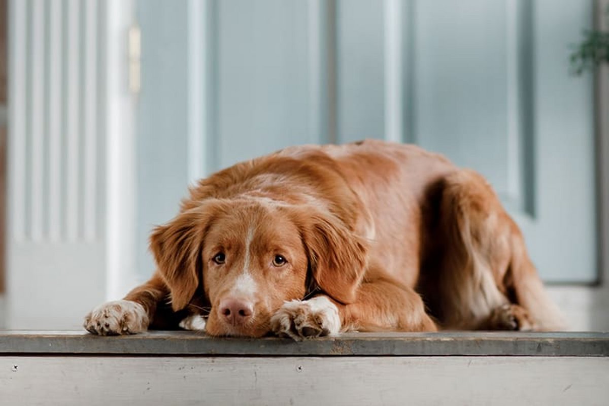 Addison's Disease In Dogs: Symptoms, Treatment & Life Expectancy