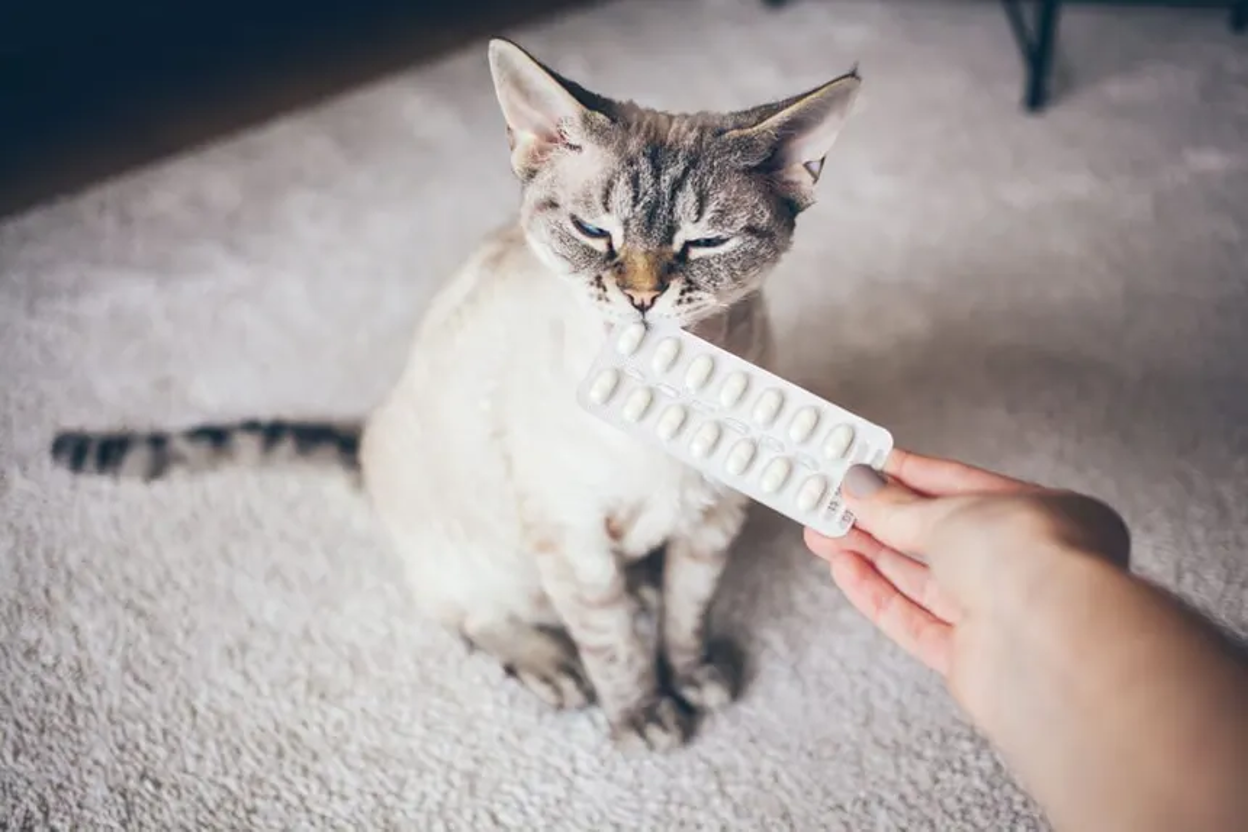 CBD with Gabapentin for Cats: Safety, Side Effects & Interactions Explained
