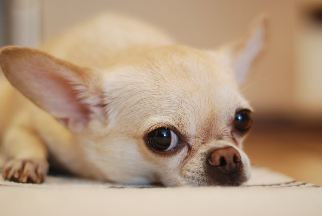 CBD for Chihuahuas: Dosage, Benefits & Side Effects