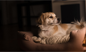 How Do I Calm My Dog At Night? Natural Solutions