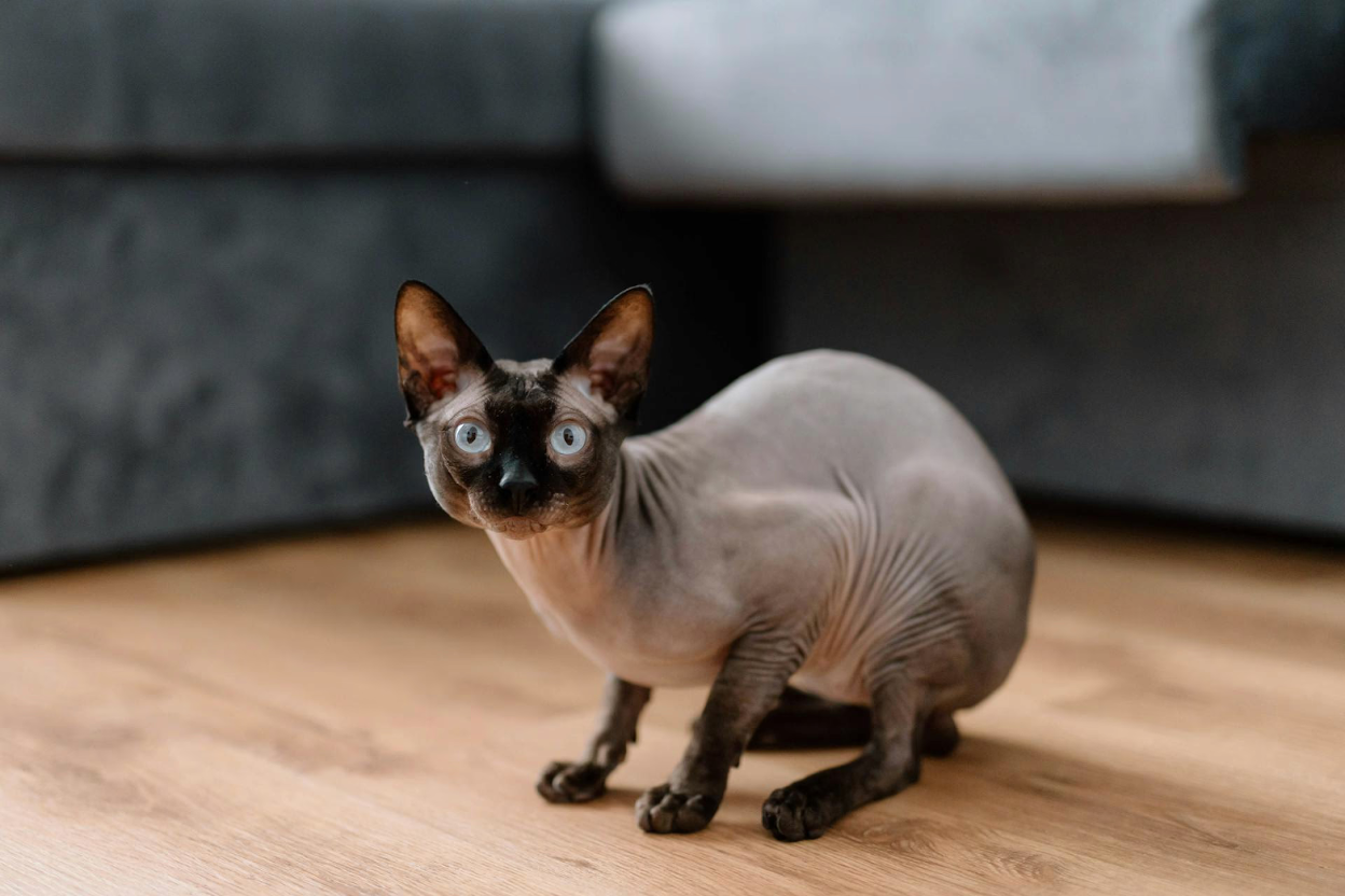 Sphynx Cat Diet: Chart, Recipes & Supplements