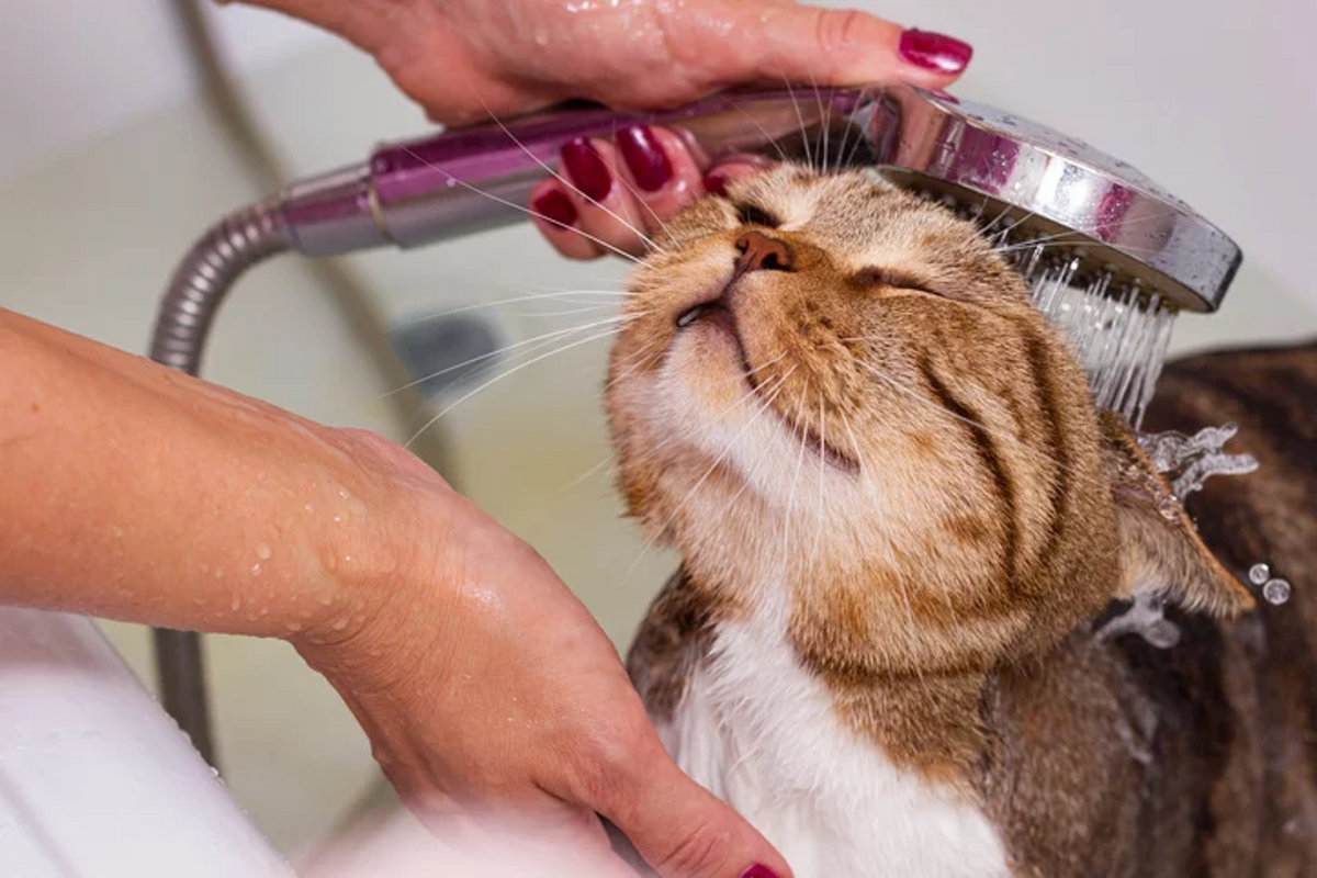 How Do I Bathe My Anxious Cat? Calming Tips & Pre-Bathing Routine