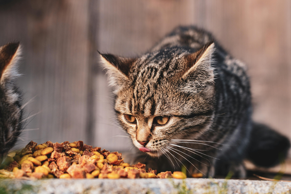 Can Cats Eat Apple Pie Filling? Safety & Toxicity Explained