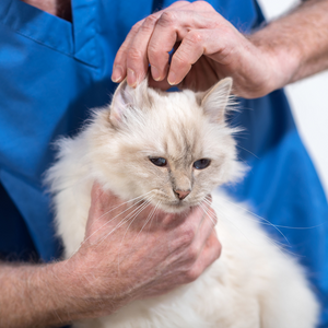 Cat Hair Thinning On The Ears: Causes & Treatment