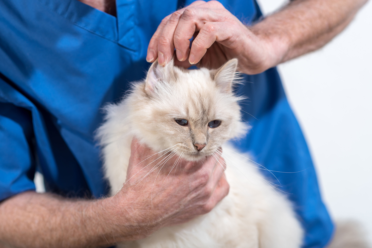 Cat Hair Thinning On The Ears: Causes & Treatment