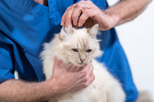 Cat Hair Thinning On The Ears: Causes & Treatment