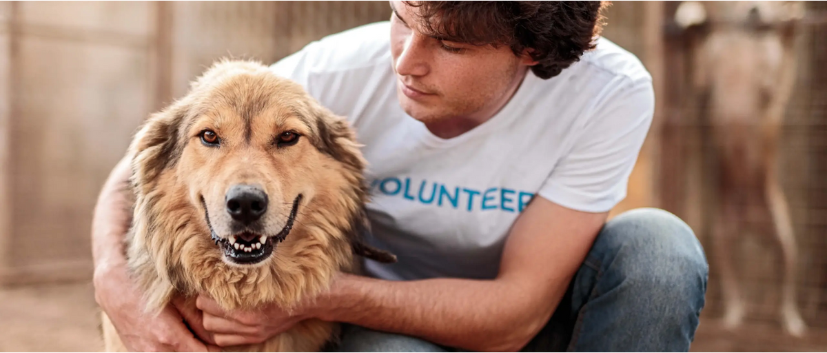 Full Spectrum vs. Broad Spectrum CBD for Dogs: Uses, Side Effects & Which is Better?