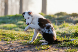 Why Does My Dog Lick Their Paws So Much & What Can I Do About It?
