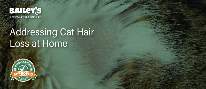 Addressing Cat Hair Loss at Home Causes Solutions Tips