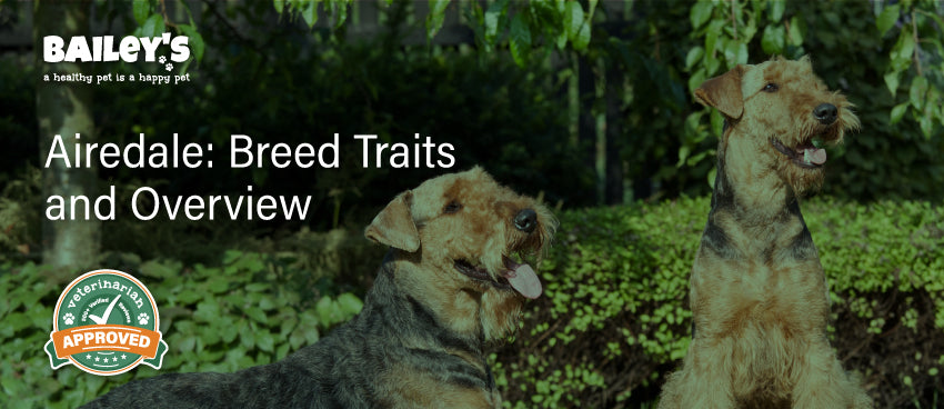 Airedale: Breed Traits and Overview - Featured Banner