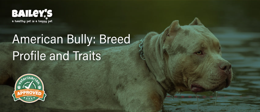 American bully feeding guide best sale