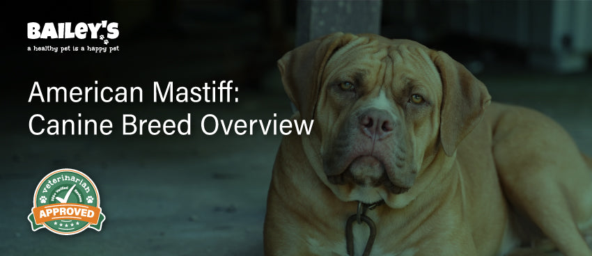 American Mastiff: Canine Breed Overview - Blog Featured Banner Image
