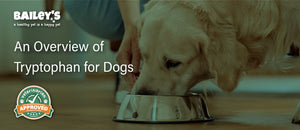 An Overview of Tryptophan for Dogs Featured Banner