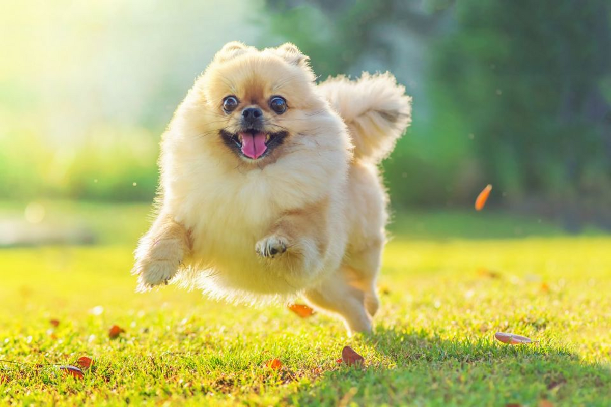 Hyperactive Puppies: Symptoms, Causes & Treatment