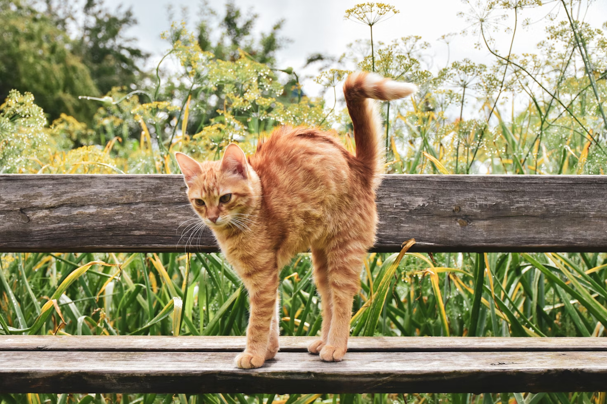 CBD Oil for Cat Spraying: Benefits & Side Effects