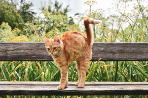 CBD Oil for Cat Spraying: Benefits & Side Effects