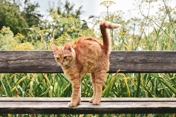 CBD Oil for Cat Spraying: Benefits & Side Effects