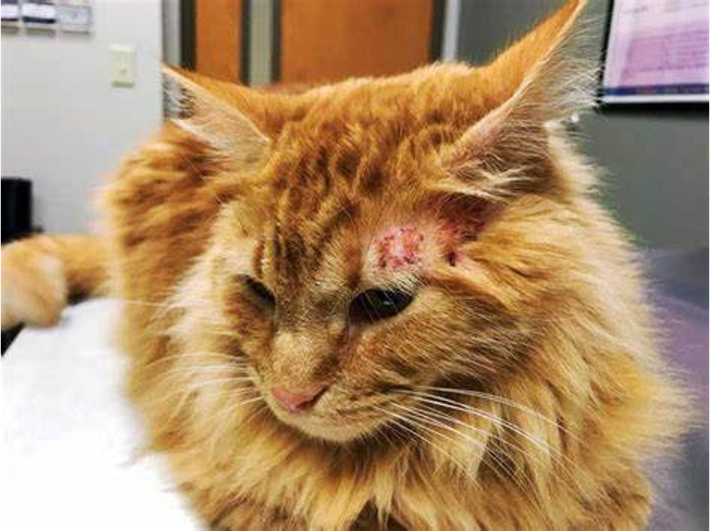 Cat Has Scabs But No Fleas: Causes, Treatment & Home Remedies