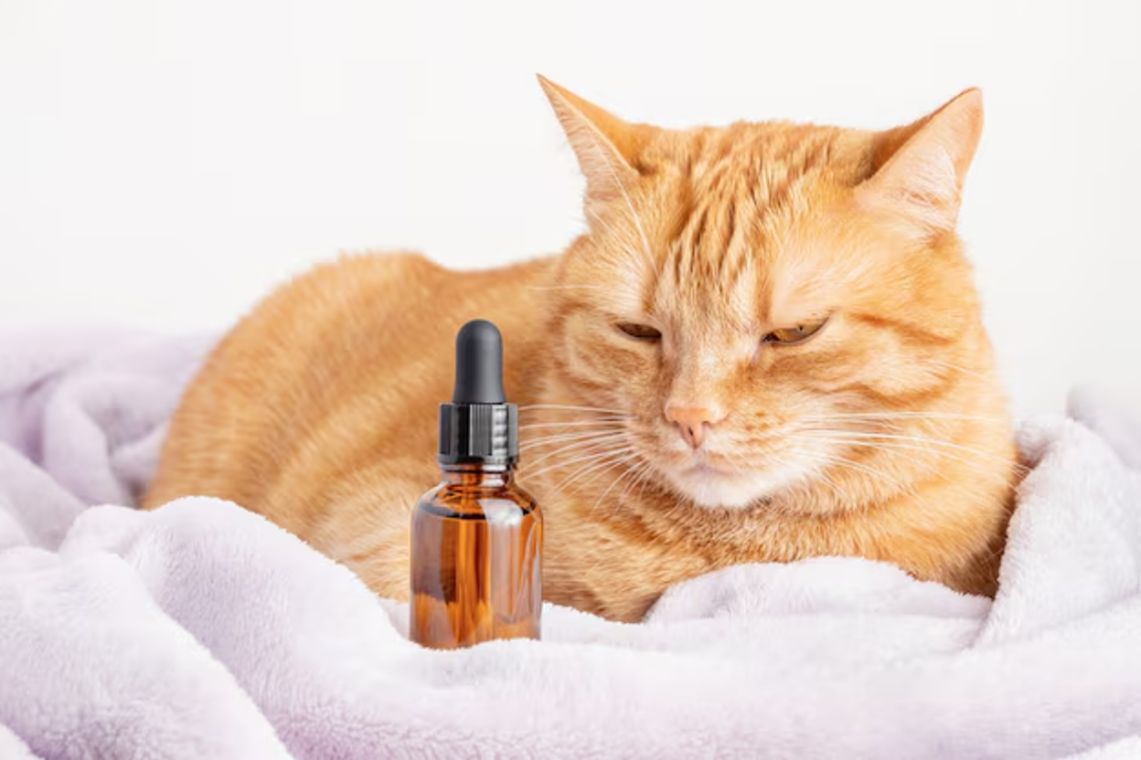 CBD vs Hemp Oil for Cats: Difference, Dosage, Benefits & Side Effects