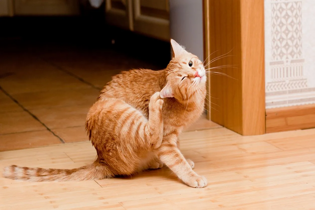 CBD Oil For Cat Itching: Dosage, Benefits & Side Effects