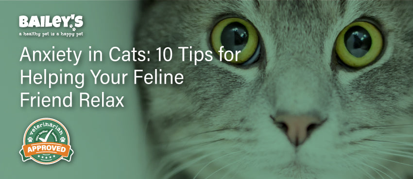 Anxiety in Cats: 10 Tips for Helping Your Feline Friend Relax - Featured Banner