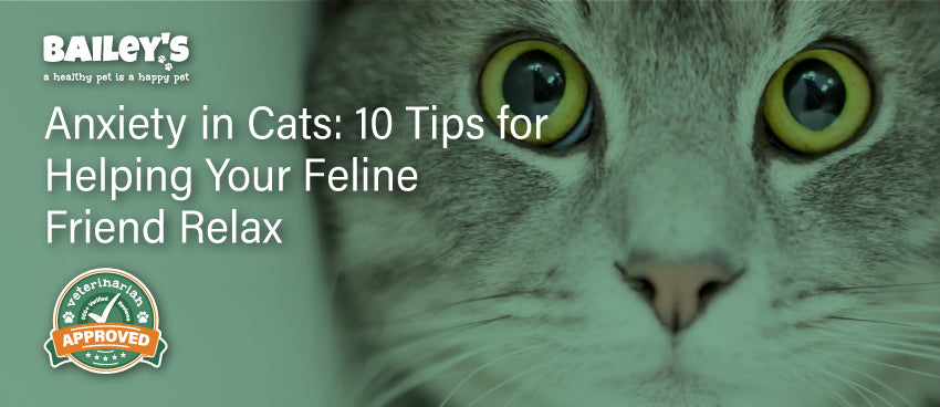 Anxiety in Cats: 10 Tips for Helping Your Feline Friend Relax - Feline Anxiety Support Hotline