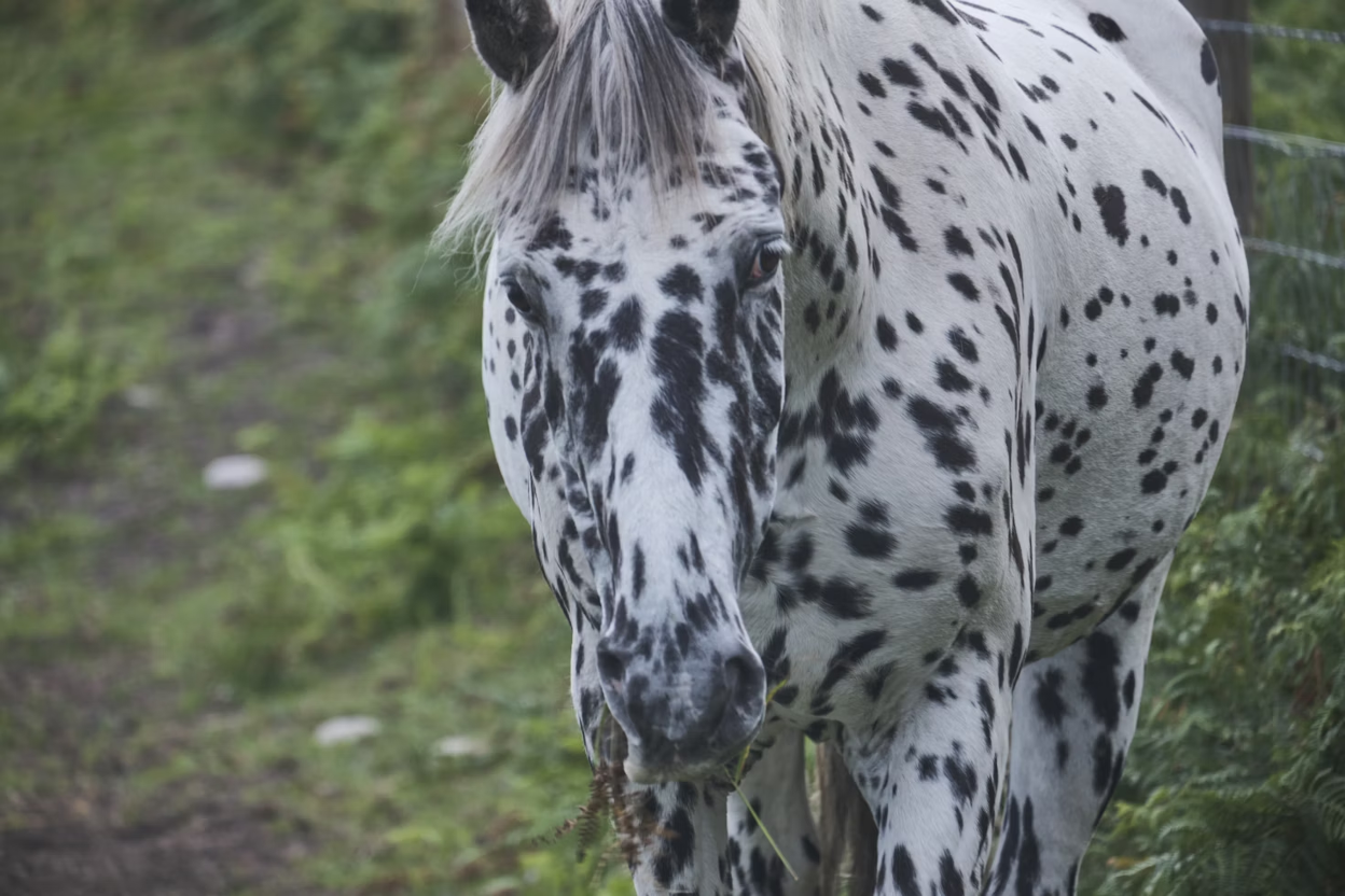 Appaloosa Horse Characteristics: Personality, Colors & Diet