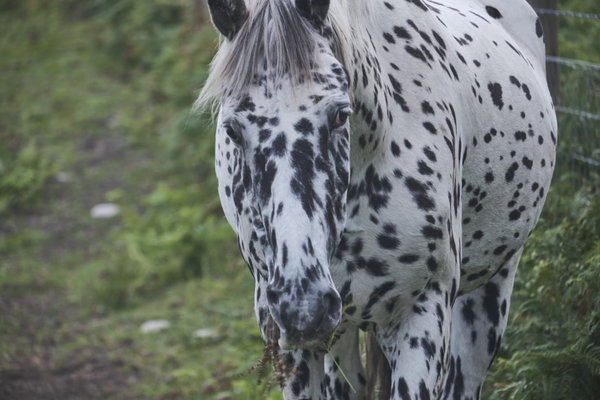 Appaloosa Horse Characteristics: Personality, Colors & Diet