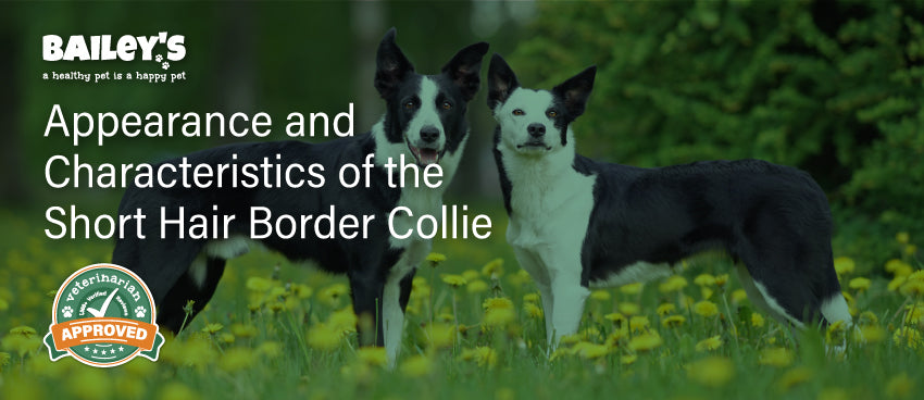 Appearance and Characteristics of the Short Hair Border Collie