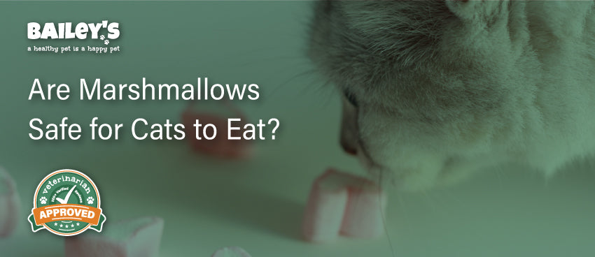 Are Marshmallows Safe for Cats to Eat? - Featured Banner