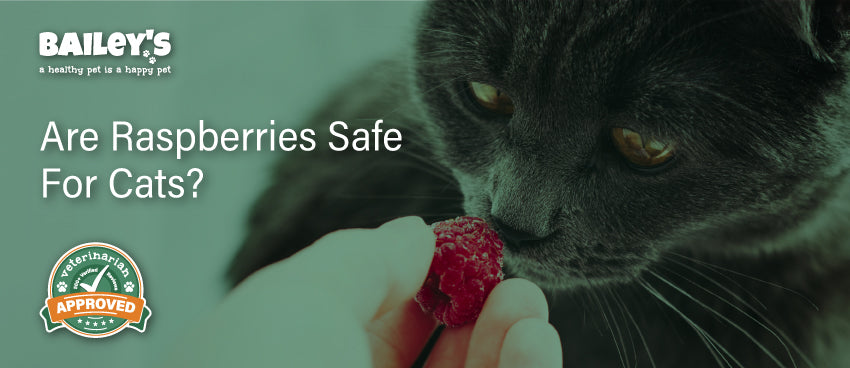 Are Raspberries Safe For Cats? - Featured Banner