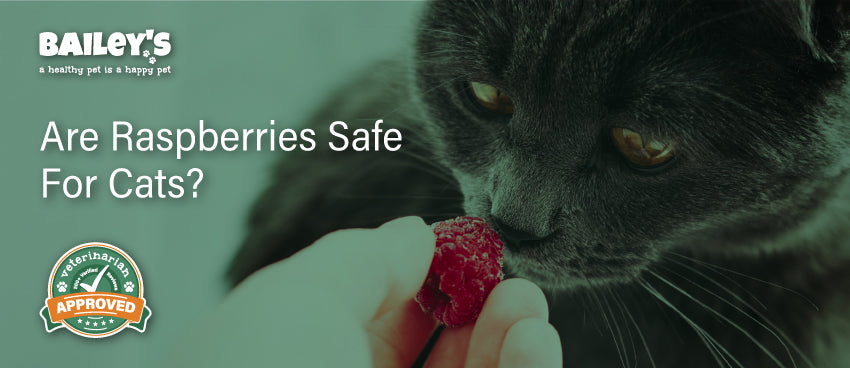 Cat Faced Raspberry Raspberries for Cats: A Safe Treat? | Bailey's CBD Guide