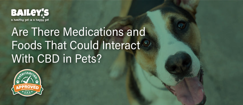 Are There Medications and Foods That Could Interact With CBD in Pets? - Featured Banner