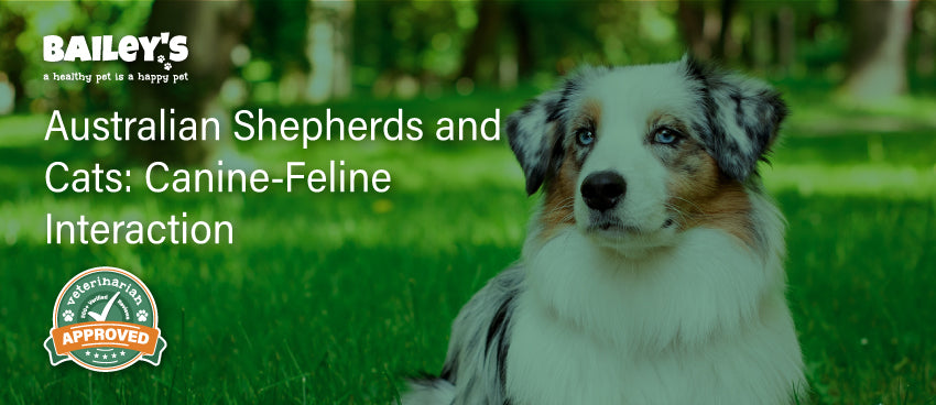 Australian Shepherds and Cats: Canine-Feline Interaction