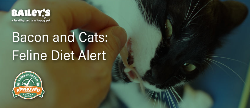 Bacon and Cats: Feline Diet Alert - Blog Featured Banner Image