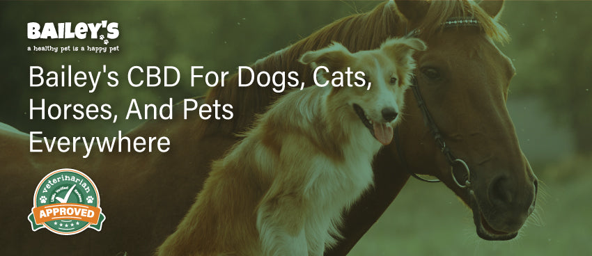 Bailey's CBD For Dogs, Cats, Horses, And Pets Everywhere - Featured Banner