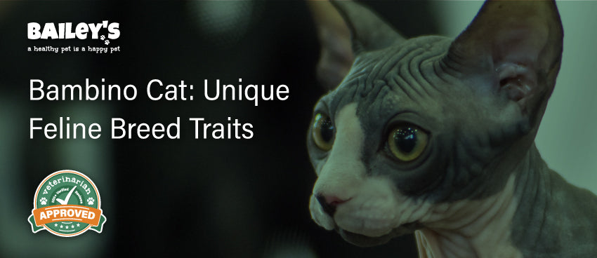 Bambino Cat: Unique Feline Breed Traits - Blog Featured Banner Image