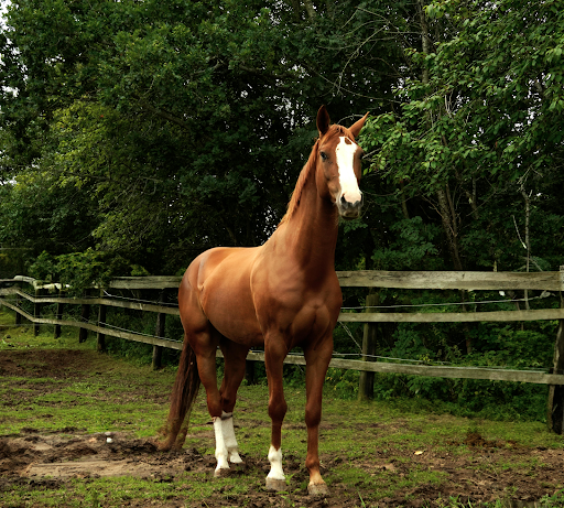 Clydesdale Horse Diet: Best Feed & Health Considerations