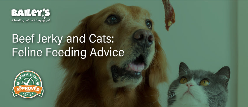 Beef Jerky and Cats: Feline Feeding Advice - Blog Featured Banner Image