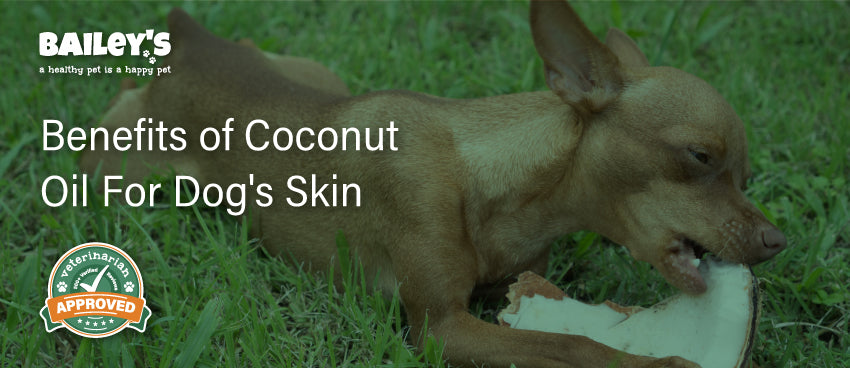Benefits of Coconut Oil For Dog's Skin - Featured Banner