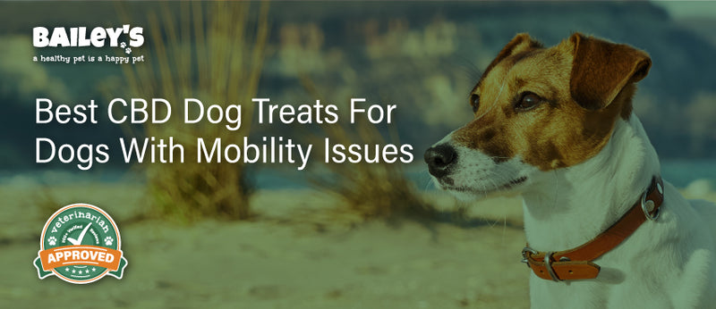 Best CBD Dog Treats For Dogs With Mobility Issues