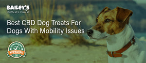 Best CBD Dog Treats For Dogs With Mobility Issues