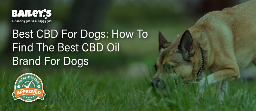 Best CBD For Dogs: How To Find The Best CBD Oil Brand For Dogs - Featured Banner