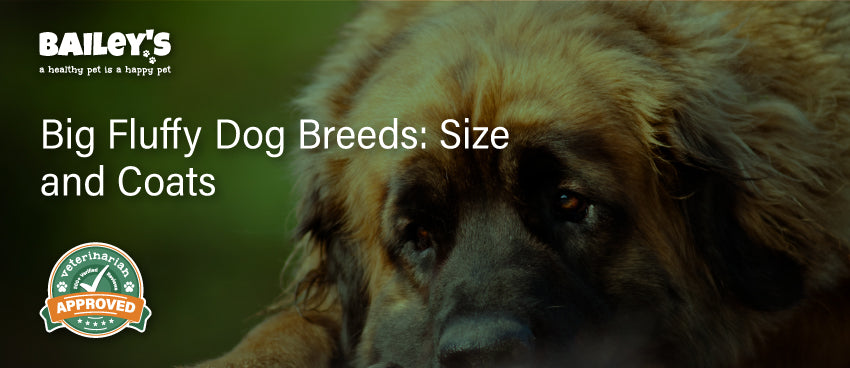 Big Fluffy Dog Breeds: Size and Coats - Featured Banner