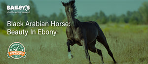 Black Arabian Horse: Beauty in Ebony